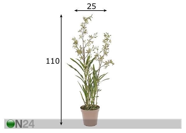 Orkidea, kirjava 110 cm mitat