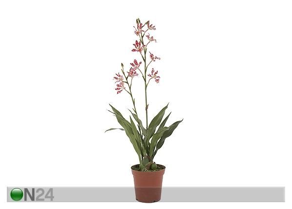 Orkidea, tummanpunainen 84 cm