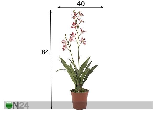 Orkidea, tummanpunainen 84 cm mitat