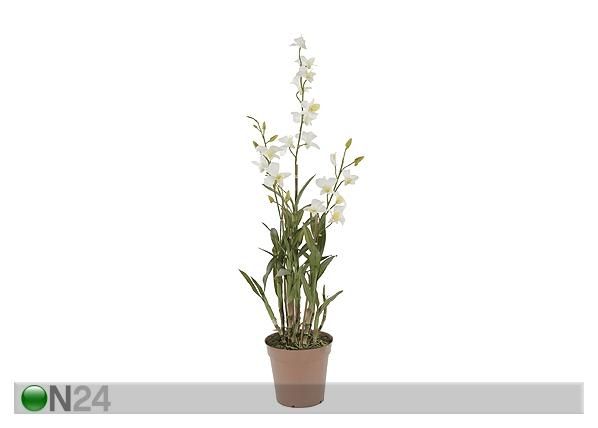 Orkidea, valkoinen 110 cm