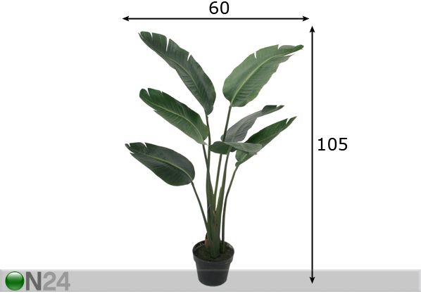 Palmu 105 cm mitat