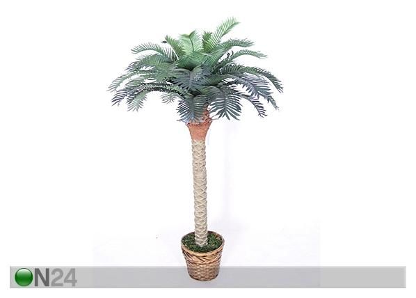 Palmupuu 180 cm