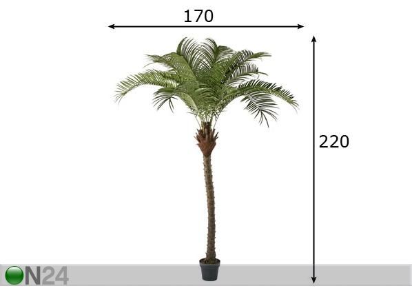 Palmupuu 220 cm mitat