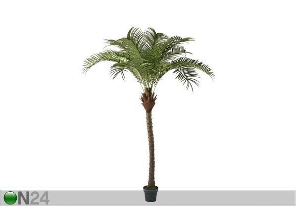 Palmupuu 220 cm