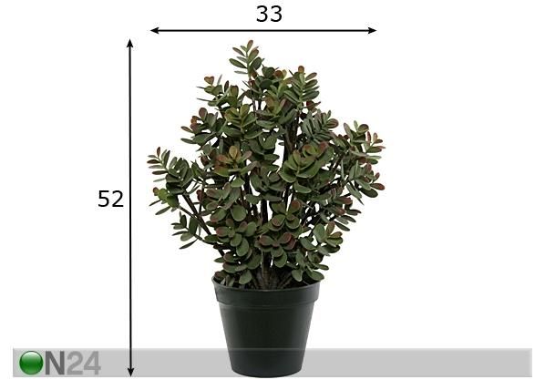 Rahapuu 52 cm mitat