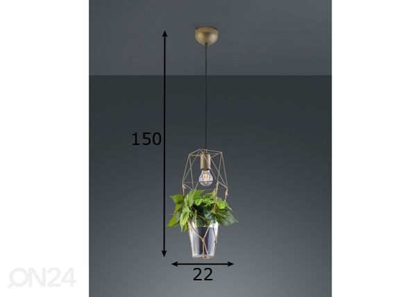 Riippuvalaisin Plant