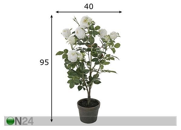 Ruusu, valkoinen 95 cm mitat