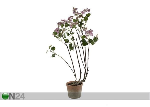 Sireeni 105 cm