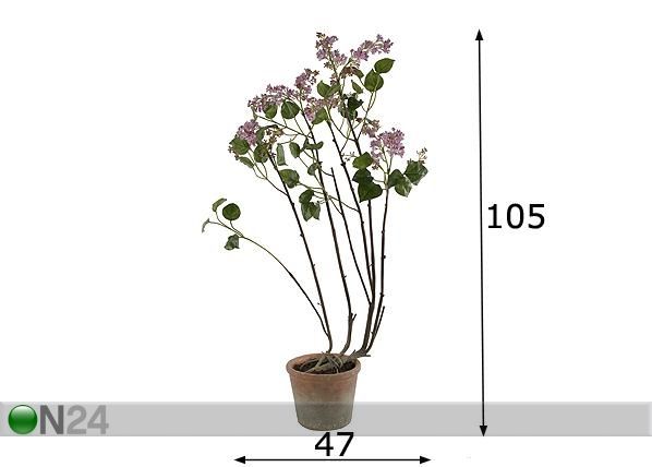 Sireeni 105 cm mitat