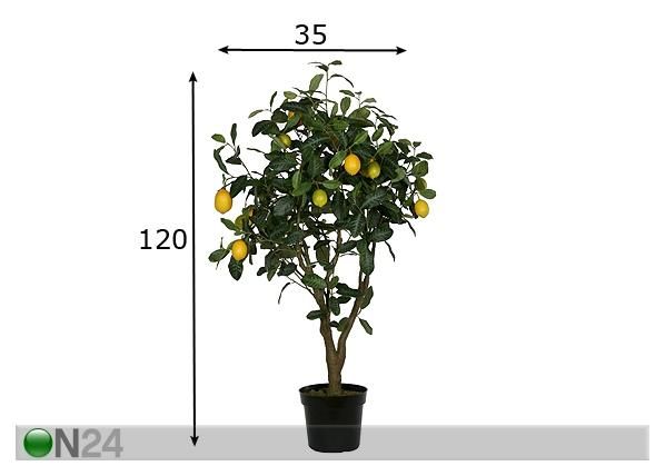 Sitruunapuu 120 cm mitat