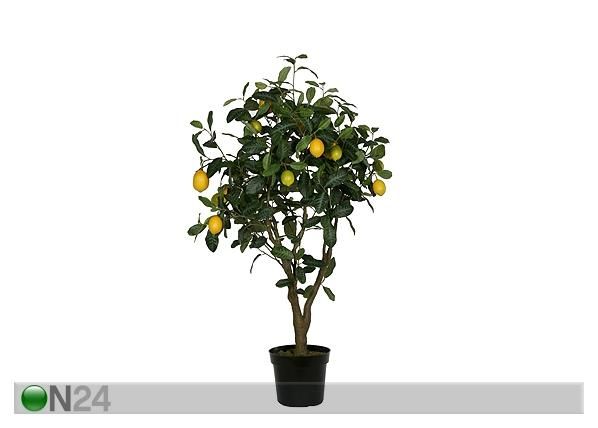 Sitruunapuu 120 cm