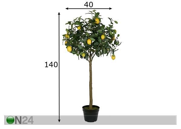 Sitruunapuu 140 cm mitat