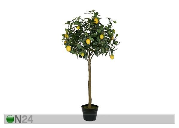 Sitruunapuu 140 cm