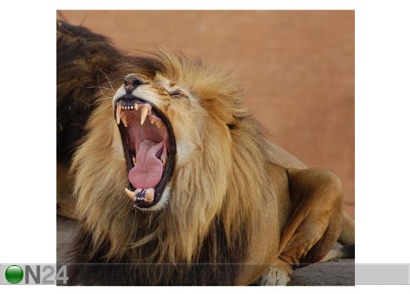 Taulu A LION YAWNING 54x50 cm