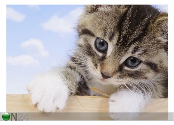 Taulu A Little Kitten 1 112x80 cm