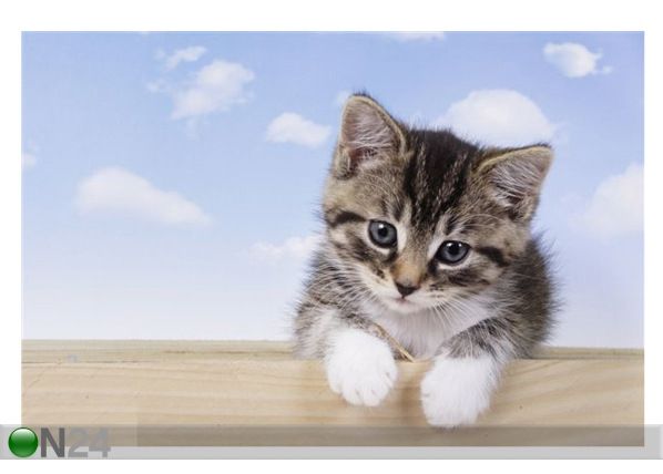 Taulu A LITTLE KITTEN 60x40 cm