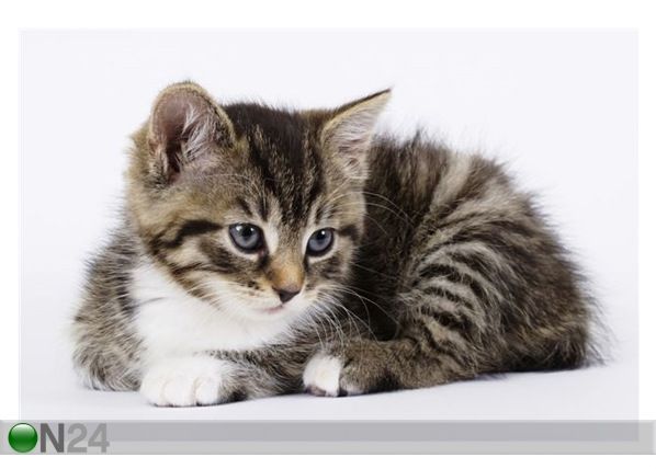 Taulu A LITTLE KITTEN - FLUFFY PETS 105x70 cm