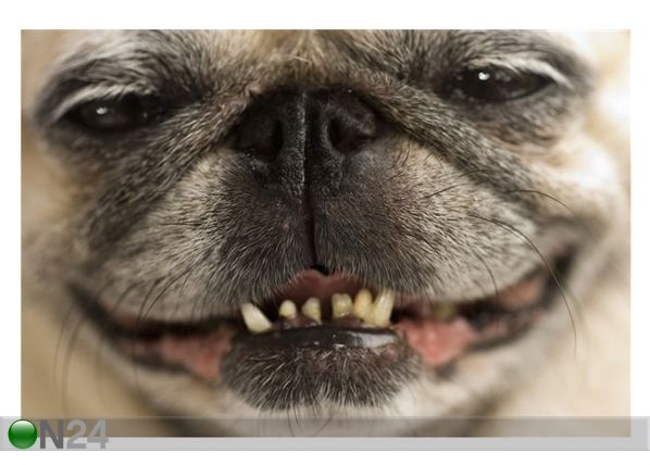 Taulu A PUG WITH A CHEEKY SMILE 164x110 cm