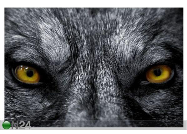 Taulu BEAUTIFUL EYES OF A WILD WOLF 194x130 cm