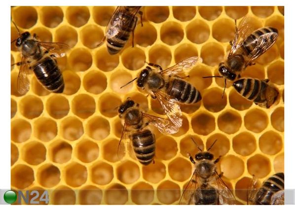 Taulu BEES INSIDE THE HIVE 151x110 cm