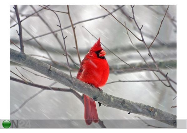 Taulu CARDINAL IN WINTER 135x100 cm