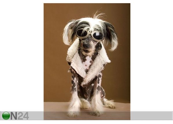 Taulu CHINESE CRESTED HAIRLESS 120x162 cm