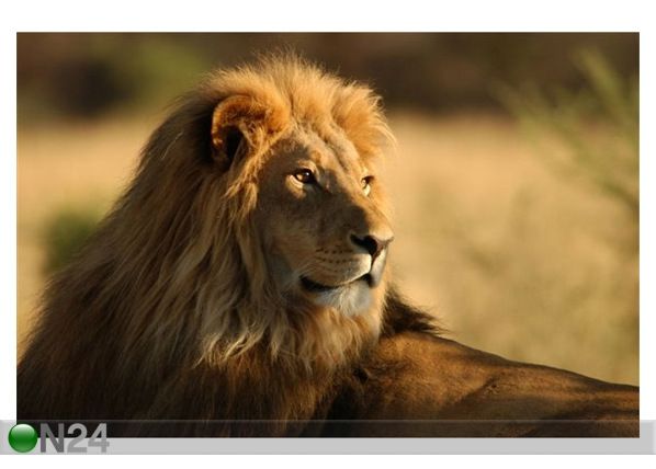 Taulu CLOSE-UP OF AN AFRICAN LION 108x70 cm