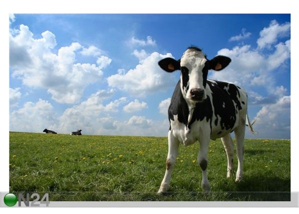 Taulu COW IN PASTURE 75x50 cm