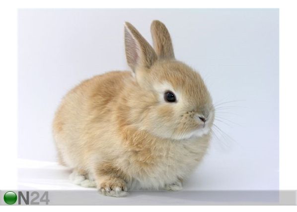 Taulu CUTE GINGER RABBIT 67x50 cm