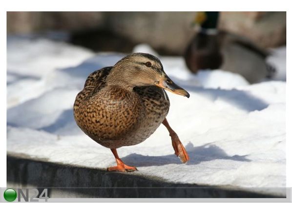 Taulu DUCK 180x120 cm