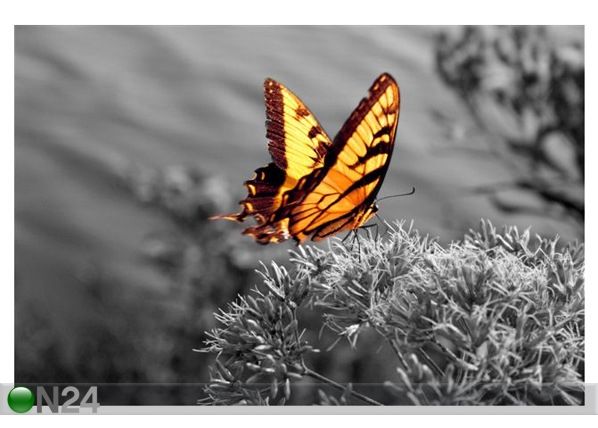 Taulu ELECTRIC BUTTERFLY 60x40 cm