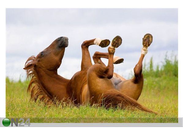 Taulu HORSE PLAYING 120x80 cm