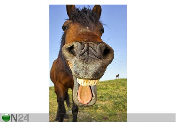 Taulu HORSE WITH A SENSE OF HUMOR 110x165 cm
