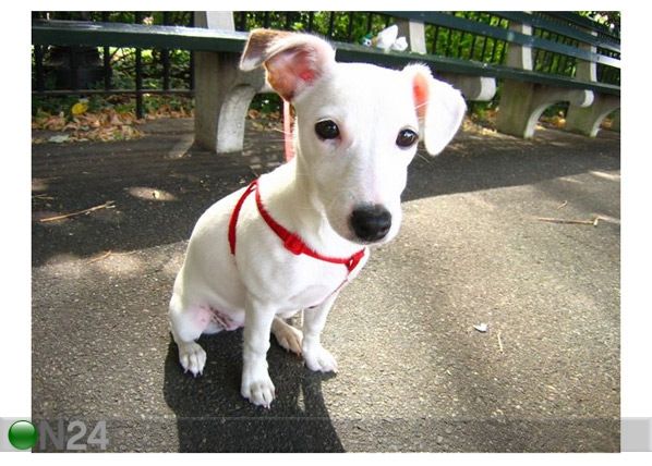Taulu JACK RUSSELL TERRIER 53X40 CM