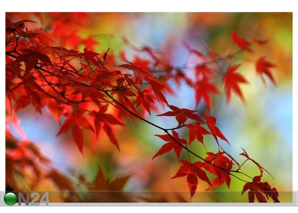 Taulu JAPANESE MAPLE 1 90x60 cm