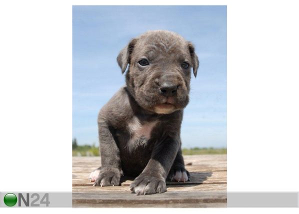 Taulu PUPPY CANE CORSO 2 53x40 cm