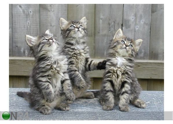 Taulu THREE KITTENS 80x60 cm