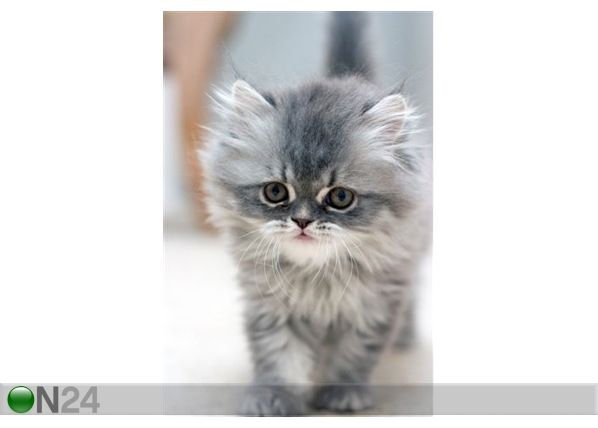 Taulu WALKING KITTEN 50x75 cm