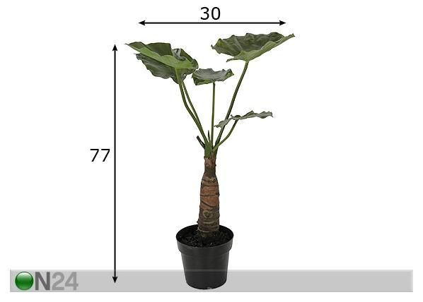 Vehkakasvi TARO 77 cm mitat