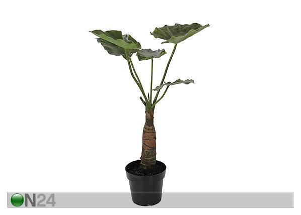 Vehkakasvi TARO 77 cm