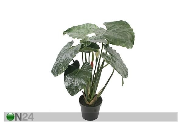 Viherkasvi 90 cm