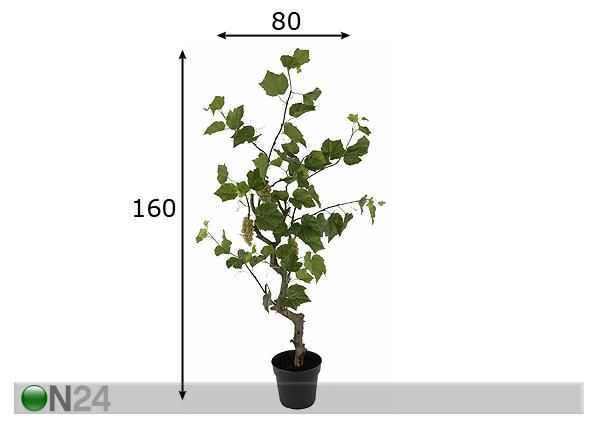 Viinimarjapuu 160 cm mitat