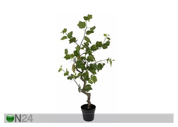 Viinimarjapuu 160 cm