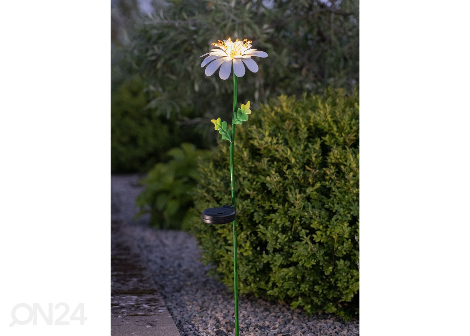 Aurinkokennovalaisin Daisy kuvasuurennos
