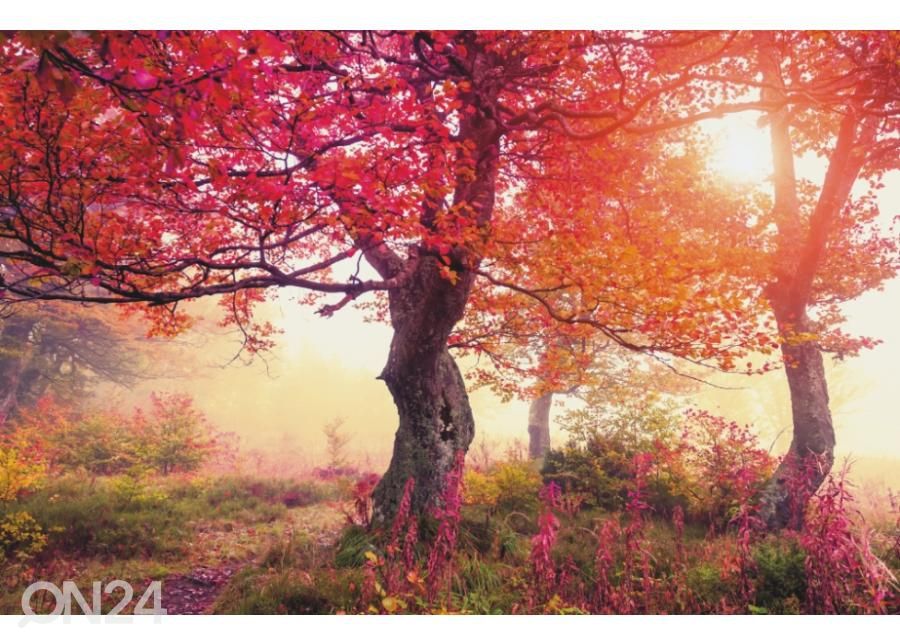 Fleece kuvatapetti Autumn Trees In Carpathians 368x254 cm kuvasuurennos