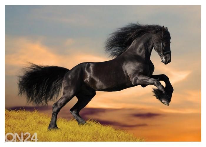 Fleece kuvatapetti Black Friesian Horse in Sunset 368x254 cm kuvasuurennos