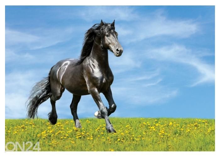Fleece kuvatapetti Black Horse Runs Trot on the Meadow 368x254 cm kuvasuurennos