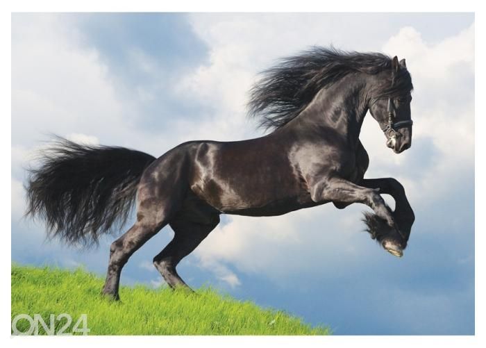 Fleece kuvatapetti Friesian Stallion Gallop in Field 400x260 cm kuvasuurennos