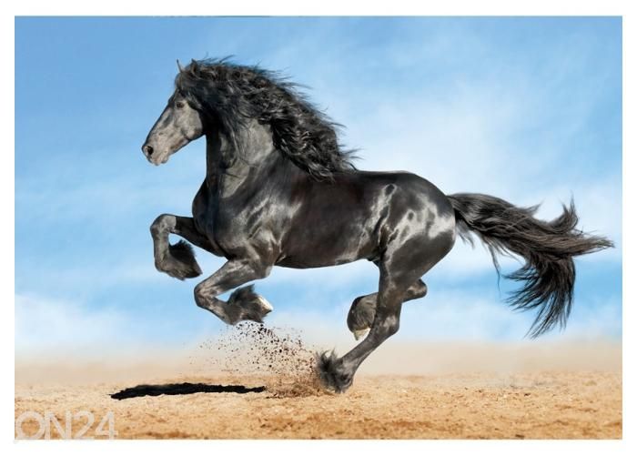 Fleece kuvatapetti Frisian Black Horse 416x290 cm kuvasuurennos