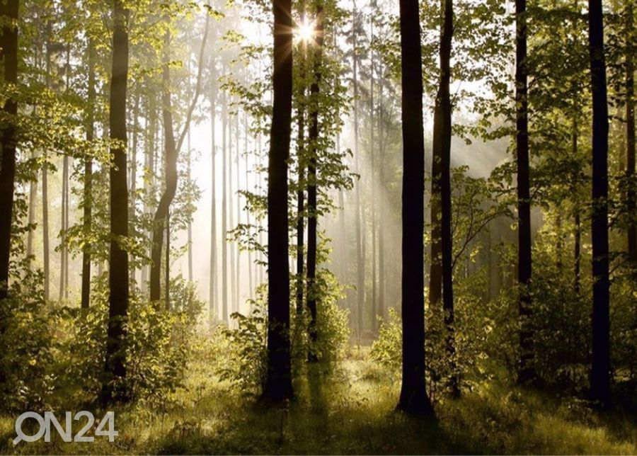 Fleece kuvatapetti Mornig forest 360x270 cm kuvasuurennos
